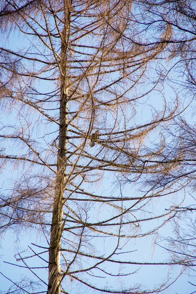 Velký Jehličnan Ptákem Sedícím Větvi — Stock fotografie