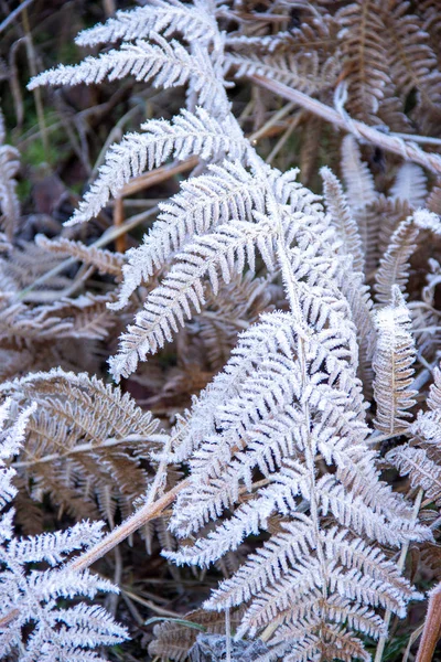Ansicht von mit Raureif Ueberzogenden Adlerfarn an einem Wintertag