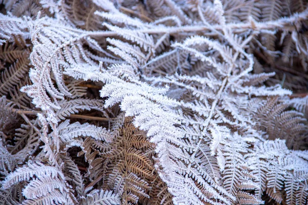 mit Raureif ueberzogender Adlerfarn an einem kalten Wintertag