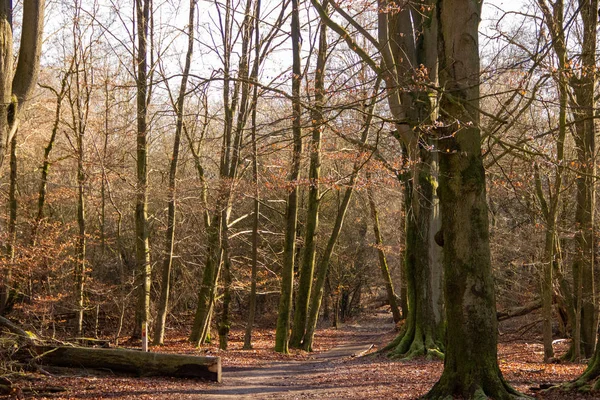 Entrance to the Sababurg primeval forest also known as the primeval forest in the Reinhardswald