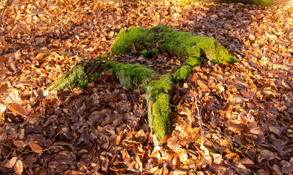 Um toco coberto com musgo cercado por folhas de outono — Fotografia de Stock