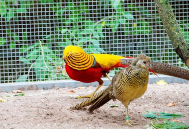 Dişi ve erkek altın sülün görüntüsü, latin chrysolophus pictus
