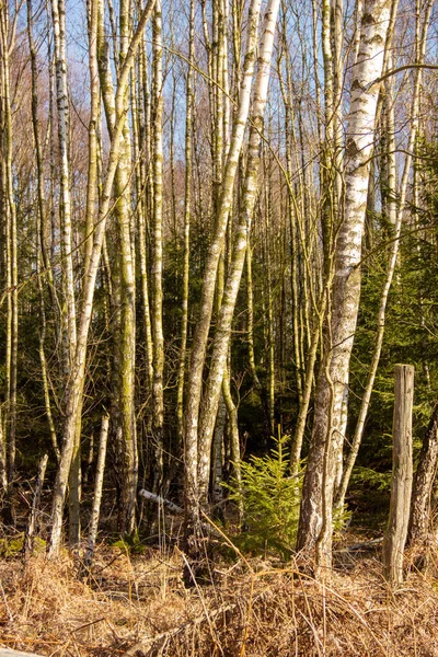 Uma floresta mista, grandes vidoeiros podem ser vistos em primeiro plano — Fotografia de Stock