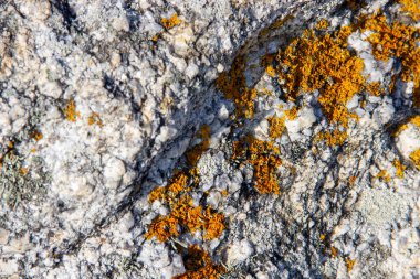 Altın sarısı bir Lichen kayanın üstünde