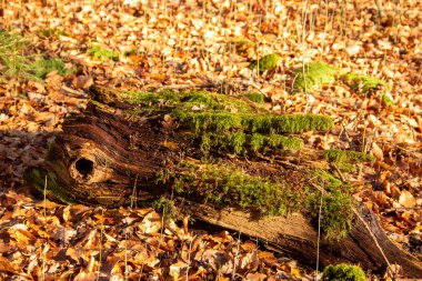 A rotted branch with moss cover and autumn leaves