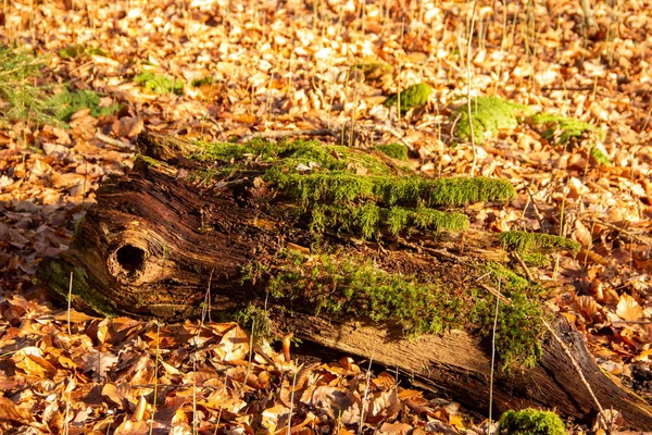 Um ramo podre com cobertura de musgo e folhas de outono — Fotografia de Stock