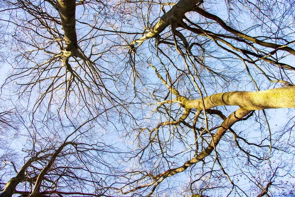 Cime degli alberi di faggio nella foresta primordiale di Sababurg in una giornata di sole a gennaio — Foto Stock