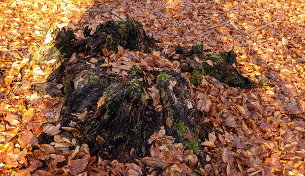 Un árbol podrido con cubierta de musgo y hojas de otoño — Foto de Stock