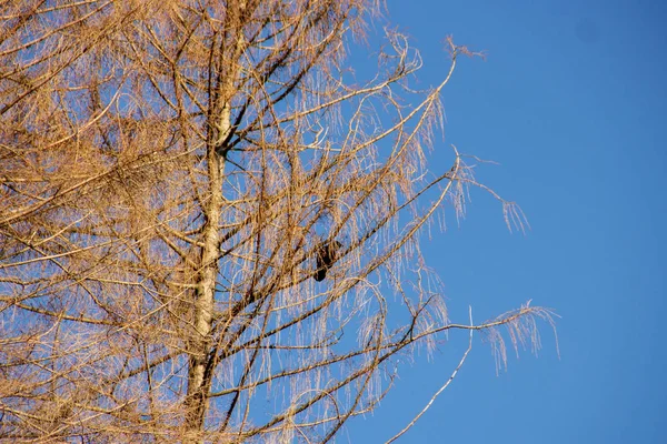 En kråka på ett barrträd en solig vinterdag — Stockfoto