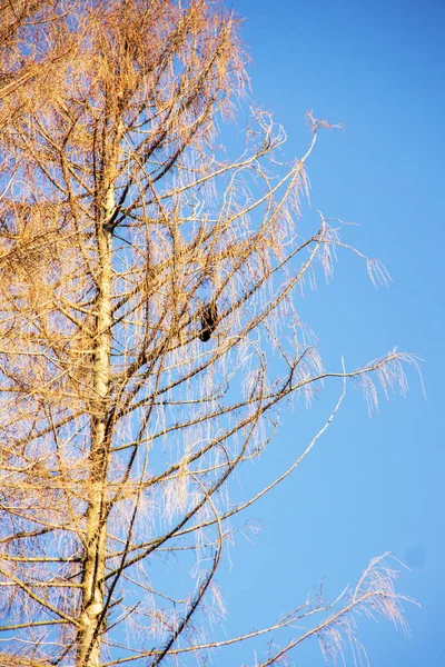 Vrána na jehličnanovi v slunečný zimní den — Stock fotografie