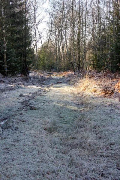 Vista de um caminho florestal coberto de geada no inverno — Fotografia de Stock