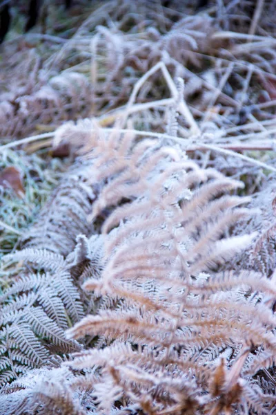 Bracken, latin Pteridium aquilinum, hoarfrost ile kaplı