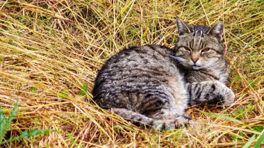 Çayırdaki bir tekir manzarası