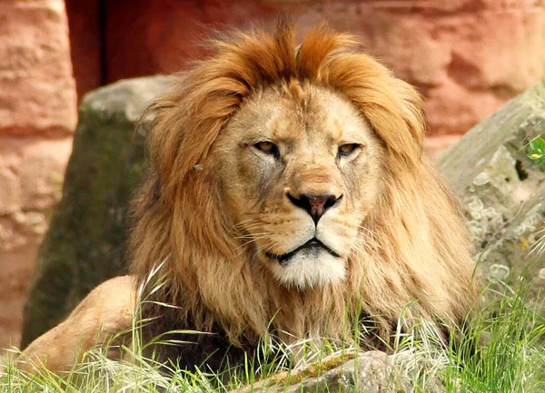 Pohled Pozorujícího Dospělého Berberského Lva Panthera Leo Leo — Stock fotografie