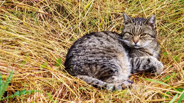 Çayırdaki bir tekir manzarası