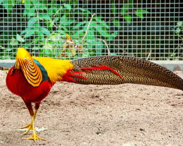 Vista Faisão Dourado Lindamente Colorido Latim Chrysolophus Pictus — Fotografia de Stock