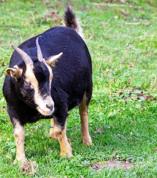 Widok Czarną Rogatą Kozę Kozła Leśnego Turyngii — Zdjęcie stockowe