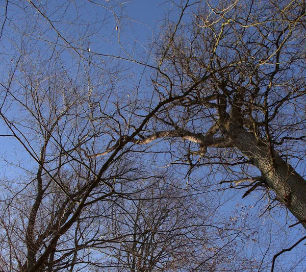 View Tree Tops Several Beech Oak Trees Sababurg Primeval Forest — Stock Photo, Image