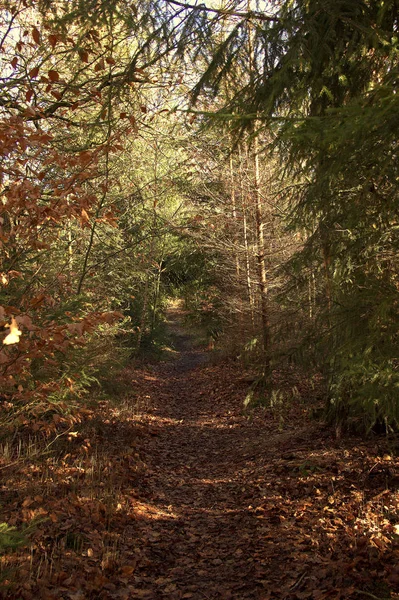 Widok Niewielką Leśną Ścieżkę Pierwotnym Lesie Sababurg Hofgeismar Niemcy — Zdjęcie stockowe