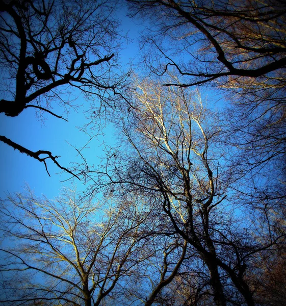 Вид Верхівок Дерев Кількох Буків Дубів Первісному Лісі Сабабурга Ломографія — стокове фото