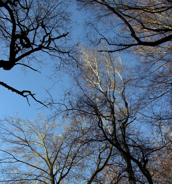 View Tree Tops Several Beech Oak Trees Sababurg Primeval Forest — Stock Photo, Image