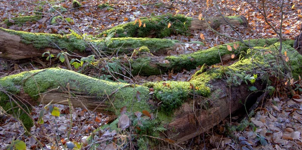 苔に覆われた腐った木の眺め — ストック写真