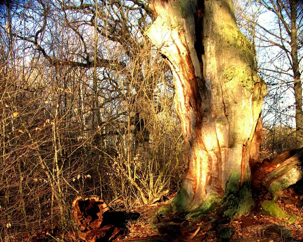 Rovere Morto Parzialmente Scavato Nella Foresta Primordiale Sababurg — Foto Stock