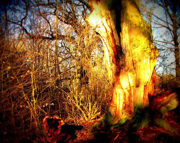 Ölü ve kısmen oyulmuş meşe ağacı Sababurg ilkel ormanı, Lomografi