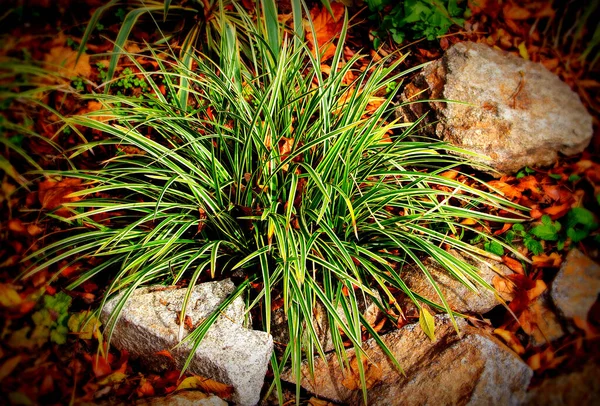 Grama Prata Família Mondo Grama Lomografia Latina Ophiopogon Japonicus Lomo Imagem De Stock