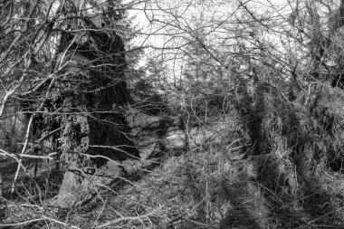 Reinhardswald 'daki Urwald Sababurg' da kışın küçük orman yolu, siyah-beyaz fotoğraf.