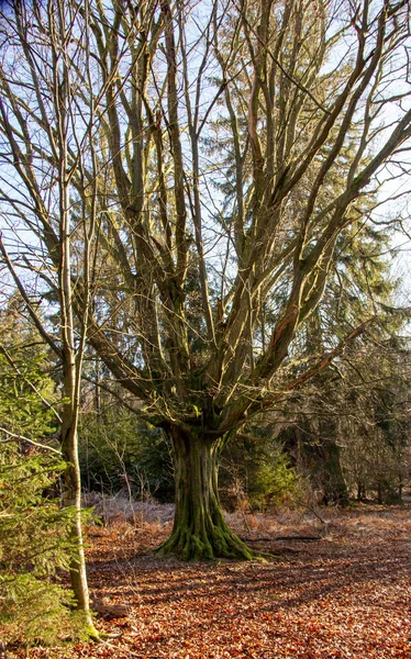 Alte Eiche Mit Weit Ausgebreiteten Ästen Naturschutzgebiet Urwald Sababurg Bei — Stockfoto