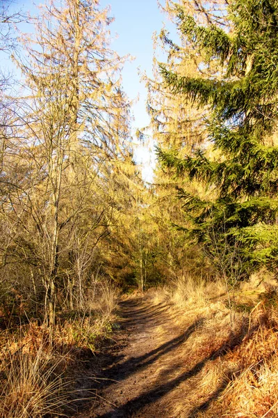Liten Skogsstig Vintern Naturreservatet Urwald Sababurg Reinhardswald — Stockfoto