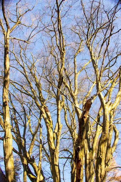 Uitzicht Boomtoppen Van Verschillende Beukenbomen Het Natuurgebied Urwald Sababurg Bij — Stockfoto