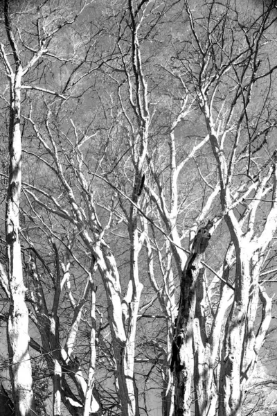 Vista Árvores Várias Faias Reserva Natural Urwald Sababurg Perto Kassel — Fotografia de Stock