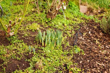 Çiçek açmadan önce, Şubat ayında sarı nergisler, aynı zamanda ödünç zambak olarak da bilinir.
