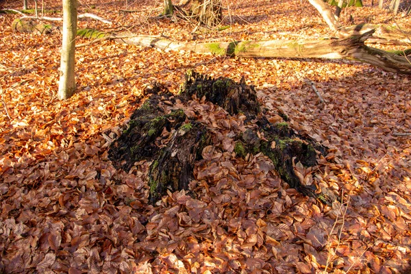 Sababurg ilkel ormanında yosun ve yapraklarla çürümüş bir ağaç manzarası.