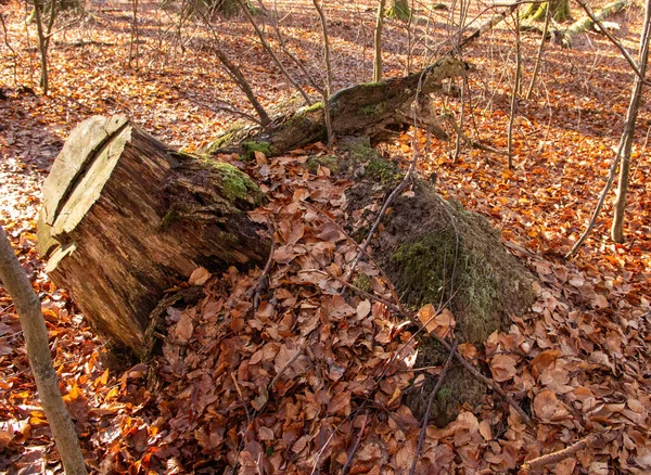 Sababburg ilkel ormanında düşmüş ve sonradan devrilmiş bir meşe ağacı.