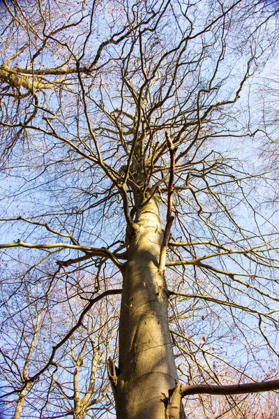 Topo Árvore Uma Grande Faia Floresta Primitiva Sababurg — Fotografia de Stock