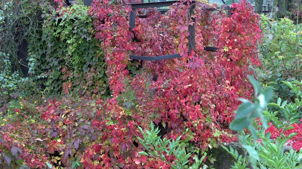 Kırmızı sarmaşık ve tırmanan bitkilerle kaplanmış kullanılmayan bir fabrikanın duvarı.