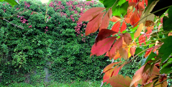 Blick Auf Einen Mit Efeu Und Schlingpflanzen Bewachsenen Garten — Stockfoto