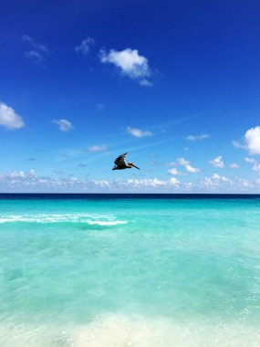 Meksika 'nın Yucatan yarımadasındaki Cancun sahilinde kahverengi bir pelikan uçuşu.