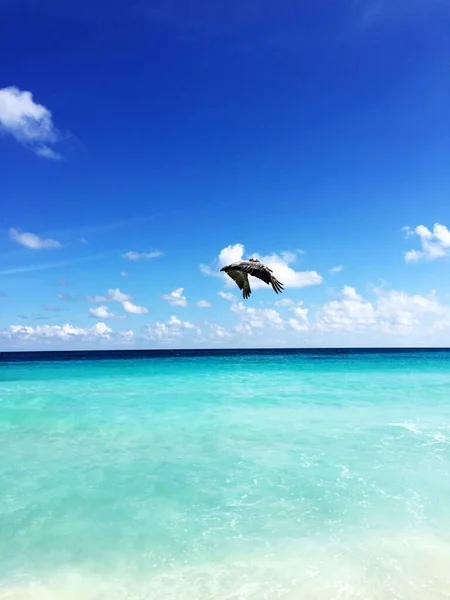 Let Hnědého Pelikána Pláži Cancúnu Mexickém Městě Poloostrově Yucatan — Stock fotografie