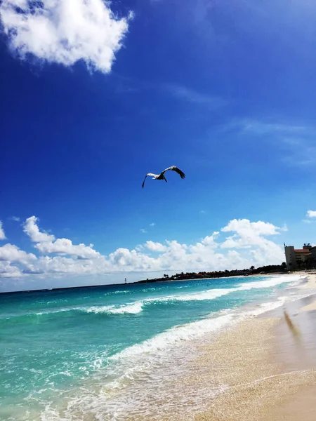 Vuelo Pelícano Marrón Playa Cancún Una Ciudad Mexicana Península Yucatán —  Fotos de Stock