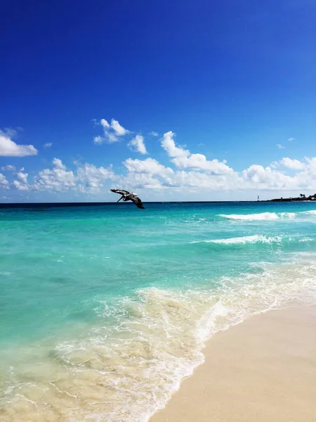 Let Hnědého Pelikána Pláži Cancúnu Mexickém Městě Poloostrově Yucatan — Stock fotografie