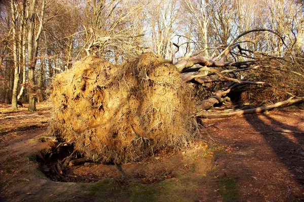 Sababurg ilkel ormanlarında çok köklü bir kayın kökünü kazımış.