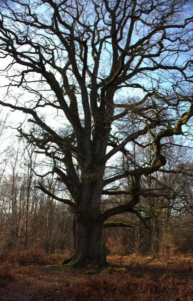 View Large Black Oak Rappeiche Sababurg Primeval Forest — Stock Photo, Image