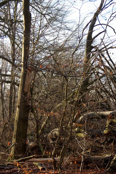 Area Boschiva Nella Foresta Primordiale Sababurg Coperta Arbusti Alberi Isolati — Foto Stock