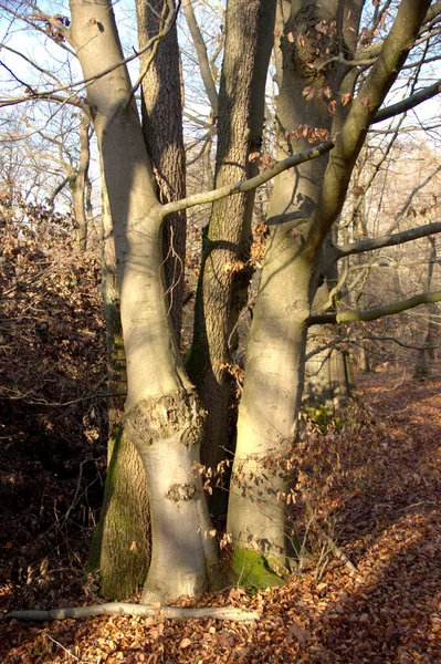 Faggi Densi Querce Nella Foresta Primordiale Sababurg — Foto Stock