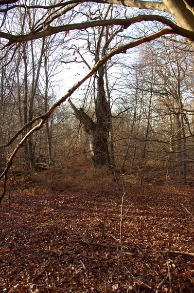 Halott Tölgy Erdőben Sababurgi Őserdőben — Stock Fotó