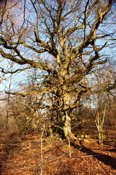 Faia Grande Com Galhos Poderosos Floresta Primitiva Sababurg — Fotografia de Stock